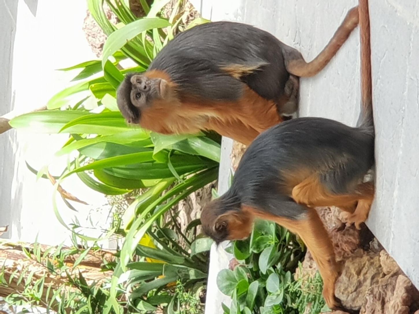 Red Colobus monkey in The Gambia